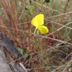 Gompholobium huegelii (pale wedge–pea) at Bombay, NSW - 3 Oct 2023 by MatthewFrawley