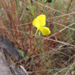 Gompholobium huegelii at Bombay, NSW - 3 Oct 2023