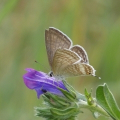 Lampides boeticus (Long-tailed Pea-blue) at Lower Molonglo - 3 Oct 2023 by Steve_Bok