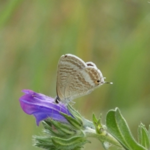 Lampides boeticus at Stromlo, ACT - 3 Oct 2023