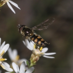 Melangyna viridiceps (Hover fly) at Bruce Ridge to Gossan Hill - 16 Sep 2023 by AlisonMilton