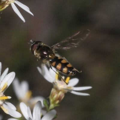 Melangyna viridiceps (Hover fly) at Bruce Ridge to Gossan Hill - 16 Sep 2023 by AlisonMilton