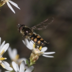 Melangyna viridiceps (Hover fly) at Bruce, ACT - 16 Sep 2023 by AlisonMilton
