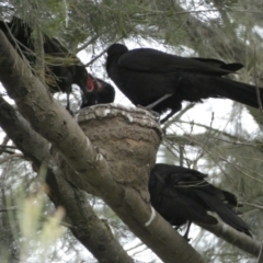 Corcorax melanorhamphos (White-winged Chough) at Molonglo River Reserve - 3 Oct 2023 by Steve_Bok