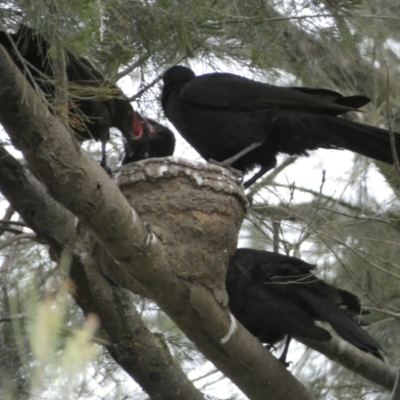 Corcorax melanorhamphos (White-winged Chough) at Lower Molonglo - 3 Oct 2023 by Steve_Bok