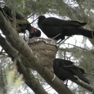 Corcorax melanorhamphos at Stromlo, ACT - 3 Oct 2023