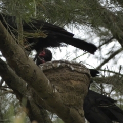 Corcorax melanorhamphos at Stromlo, ACT - 3 Oct 2023