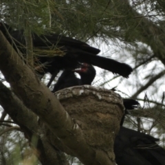 Corcorax melanorhamphos at Stromlo, ACT - 3 Oct 2023