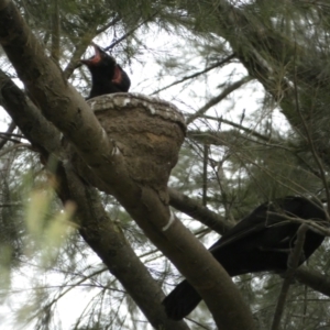 Corcorax melanorhamphos at Stromlo, ACT - 3 Oct 2023