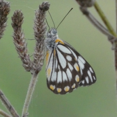 Belenois java (Caper White) at Stromlo, ACT - 3 Oct 2023 by Steve_Bok