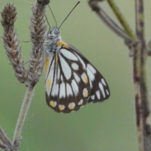 Belenois java at Stromlo, ACT - 3 Oct 2023