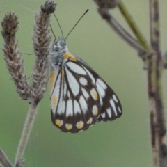 Belenois java at Stromlo, ACT - 3 Oct 2023