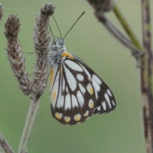 Belenois java at Stromlo, ACT - 3 Oct 2023