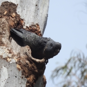 Callocephalon fimbriatum at Acton, ACT - suppressed