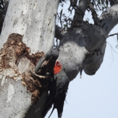 Callocephalon fimbriatum at Acton, ACT - suppressed