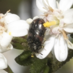Eurhopalus froggatti (Dermestid beetle, Skin beetle) at Bruce Ridge to Gossan Hill - 16 Sep 2023 by AlisonMilton