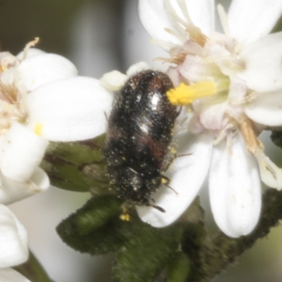 Eurhopalus froggatti (Dermestid beetle, Skin beetle) at Bruce, ACT - 16 Sep 2023 by AlisonMilton