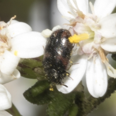 Eurhopalus froggatti (Dermestid beetle, Skin beetle) at Bruce Ridge - 16 Sep 2023 by AlisonMilton