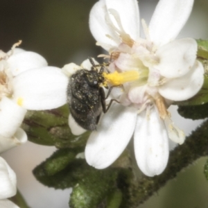 Eurhopalus froggatti at Bruce, ACT - 16 Sep 2023