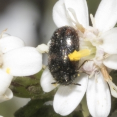 Eurhopalus froggatti at Bruce, ACT - 16 Sep 2023