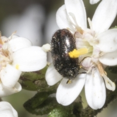 Eurhopalus froggatti at Bruce, ACT - 16 Sep 2023