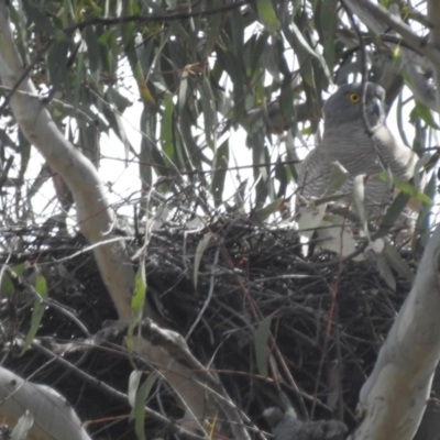 Accipiter fasciatus (Brown Goshawk) at Acton, ACT - 3 Oct 2023 by HelenCross