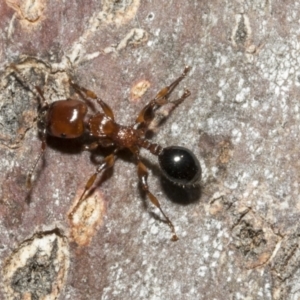 Podomyrma gratiosa at Bruce, ACT - 16 Sep 2023 02:01 PM