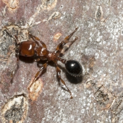 Podomyrma gratiosa (Muscleman tree ant) at Bruce Ridge - 16 Sep 2023 by AlisonMilton