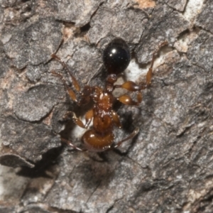 Podomyrma gratiosa at Bruce, ACT - 16 Sep 2023 02:01 PM