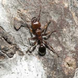 Podomyrma gratiosa at Bruce, ACT - 16 Sep 2023 02:01 PM