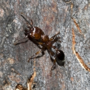 Podomyrma gratiosa at Bruce, ACT - 16 Sep 2023 02:01 PM