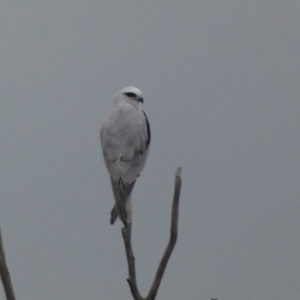 Elanus axillaris at Denman Prospect, ACT - 3 Oct 2023 06:48 PM