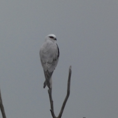 Elanus axillaris (Black-shouldered Kite) at Denman Prospect, ACT - 3 Oct 2023 by SteveBorkowskis