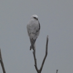 Elanus axillaris at Denman Prospect, ACT - 3 Oct 2023 06:48 PM