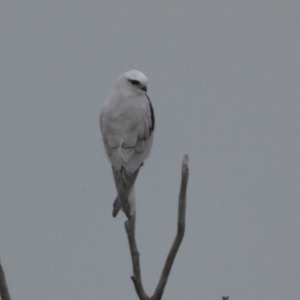 Elanus axillaris at Denman Prospect, ACT - 3 Oct 2023 06:48 PM