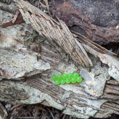 Unidentified Shield, Stink or Jewel Bug (Pentatomoidea) at Acton, ACT - 3 Oct 2023 by HelenCross