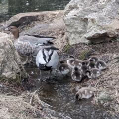 Chenonetta jubata (Australian Wood Duck) at ANBG - 3 Oct 2023 by HelenCross