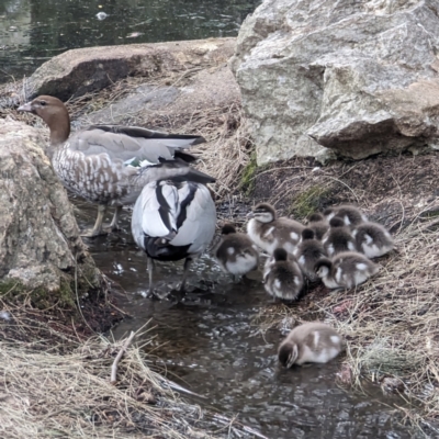 Chenonetta jubata (Australian Wood Duck) at ANBG - 3 Oct 2023 by HelenCross