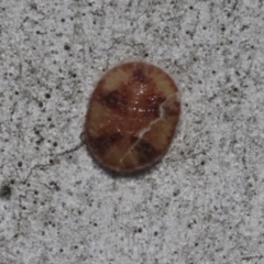 Coccidae sp. (family) (Unidentified coccid scale insect) at Higgins, ACT - 30 Aug 2023 by AlisonMilton