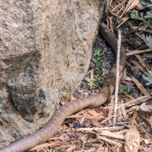 Pseudonaja textilis at Acton, ACT - 3 Oct 2023 02:19 PM