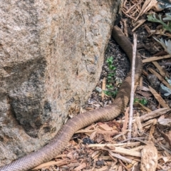 Pseudonaja textilis (Eastern Brown Snake) at Acton, ACT - 3 Oct 2023 by HelenCross