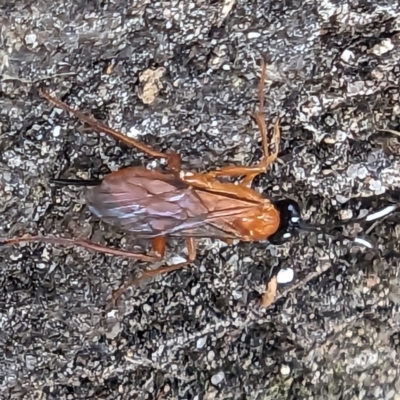 Ichneumonoidea (Superfamily) (A species of parasitic wasp) at ANBG - 3 Oct 2023 by HelenCross