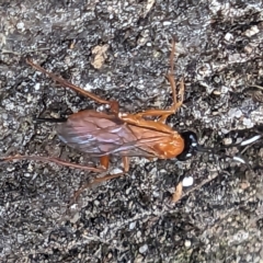Unidentified Wasp (Hymenoptera, Apocrita) at Acton, ACT - 3 Oct 2023 by HelenCross