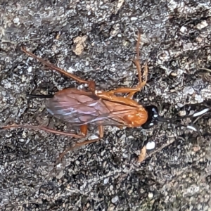 Unidentified Wasp (Hymenoptera, Apocrita) at suppressed by HelenCross