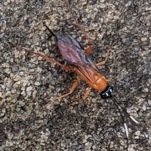 Ichneumonoidea (Superfamily) at Acton, ACT - 3 Oct 2023 02:11 PM