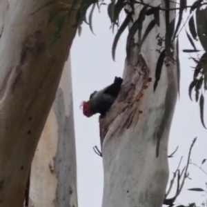 Callocephalon fimbriatum (Gang-gang Cockatoo) at suppressed by HelenCross