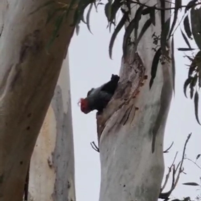 Callocephalon fimbriatum (Gang-gang Cockatoo) at Kambah, ACT - 3 Oct 2023 by HelenCross