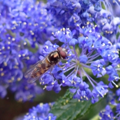 Melangyna sp. (genus) (Hover Fly) at Hackett, ACT - 3 Oct 2023 by Evie
