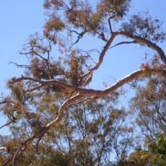 Egretta novaehollandiae (White-faced Heron) at FMC200: Mt Majura 1 Lower - 30 Sep 2023 by Evie