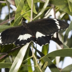 Papilio aegeus (Orchard Swallowtail, Large Citrus Butterfly) at Weetangera, ACT - 24 Feb 2023 by AlisonMilton